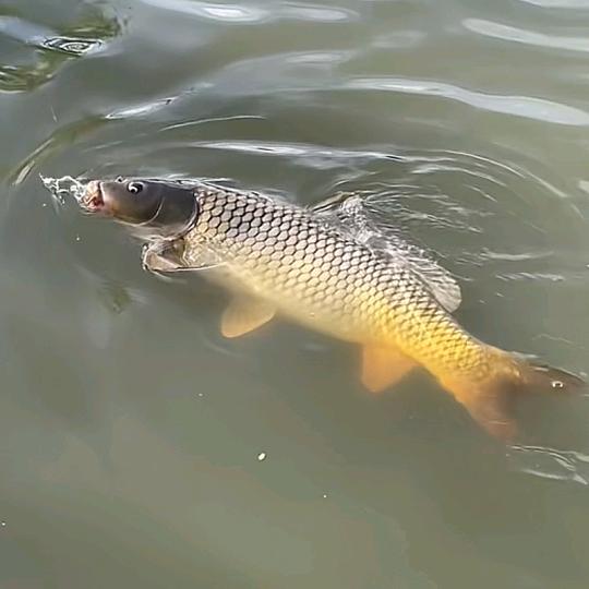 钓鱼技巧分享🐬