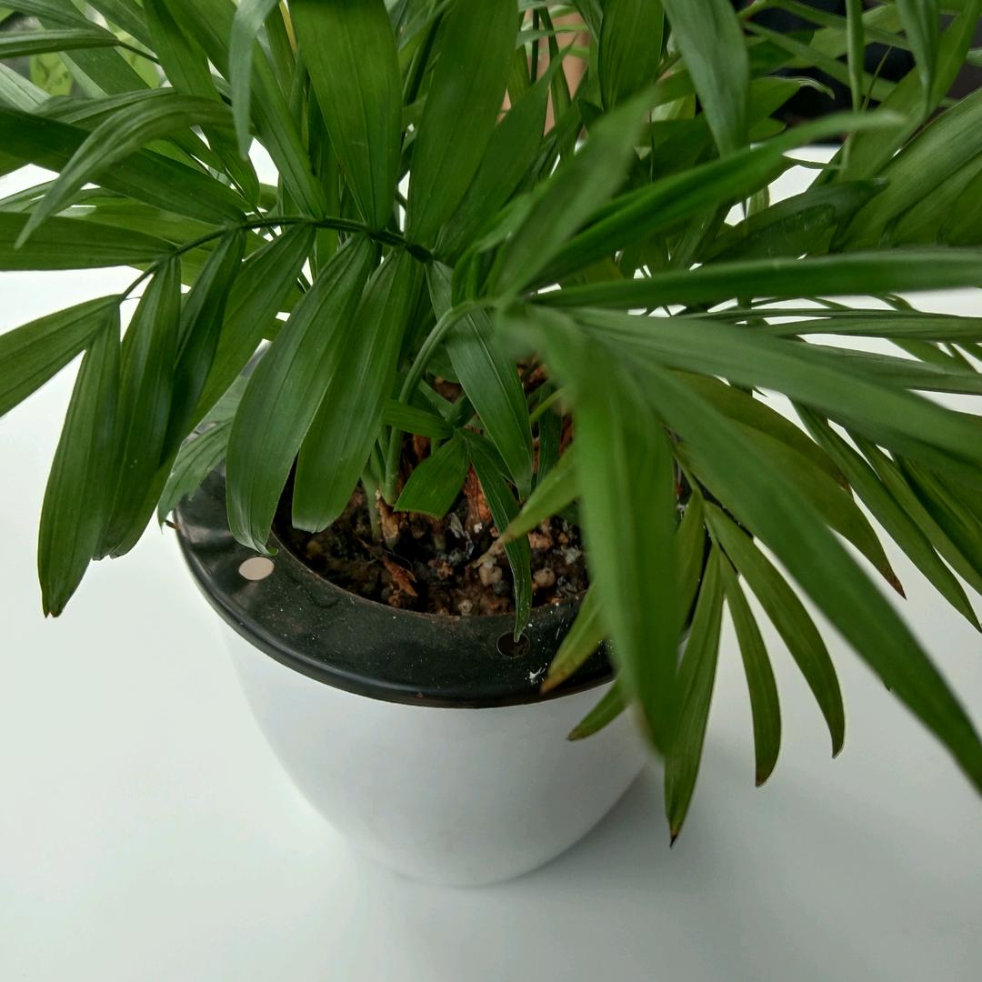 梵文