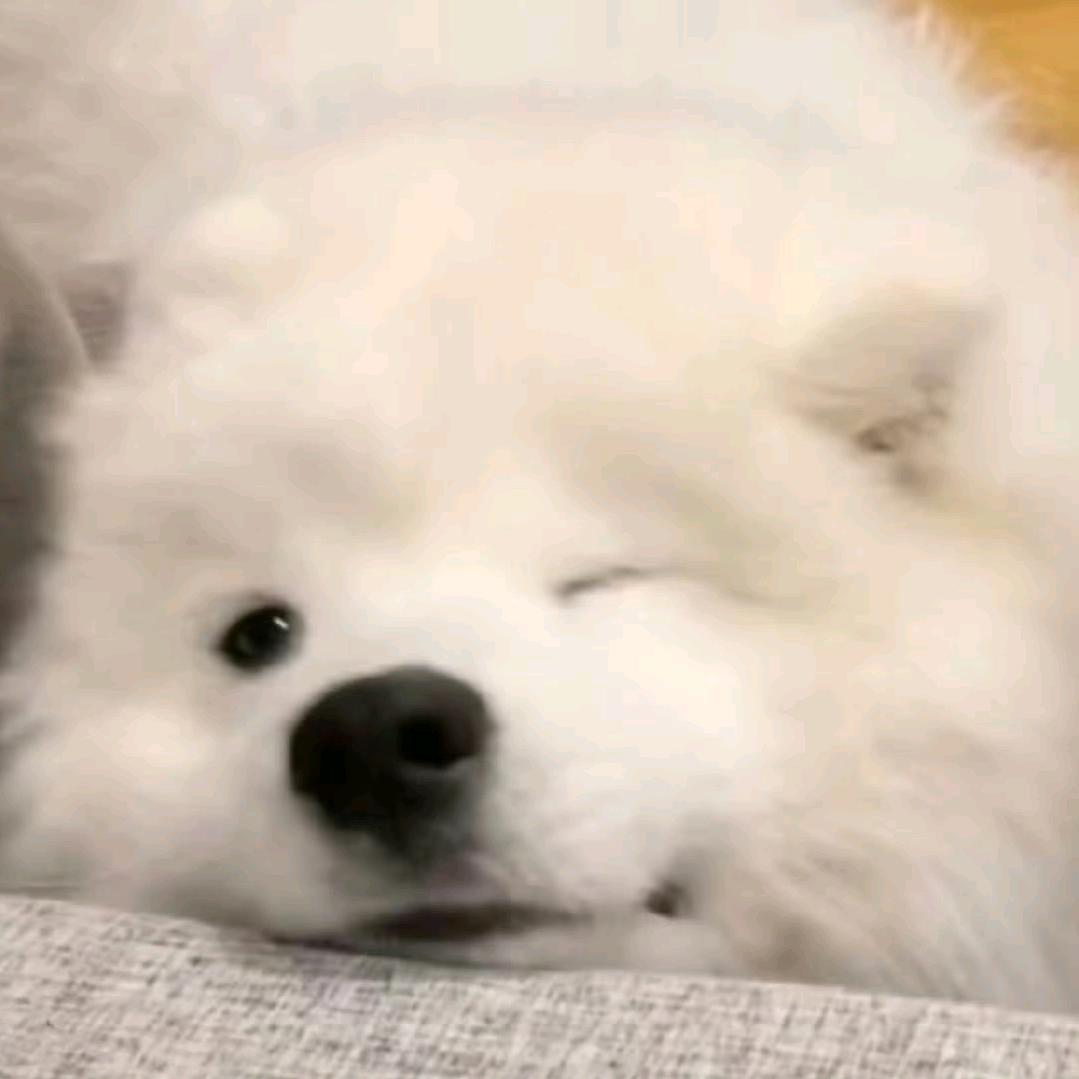 声晚ovo