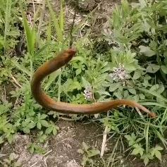 杨再户外钓黄鳝，