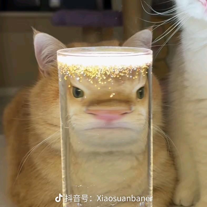 喵喵喵喵喵