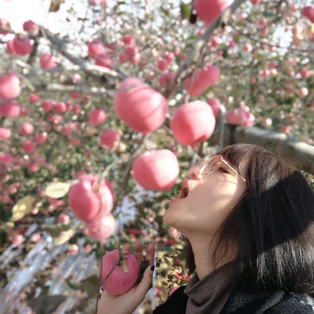 延安洛川苹果