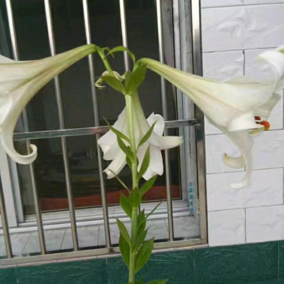 平淡的鼠