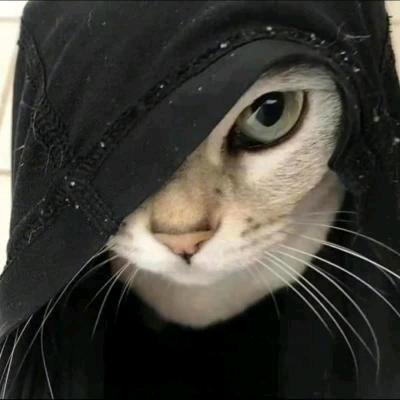 猫仔
