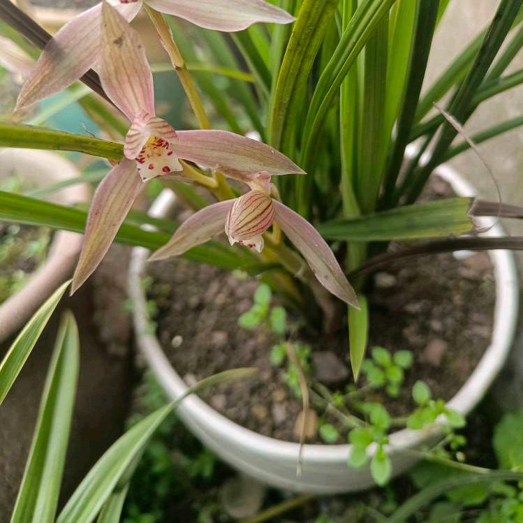 马家湾共青湖向家寨钓鱼场光头