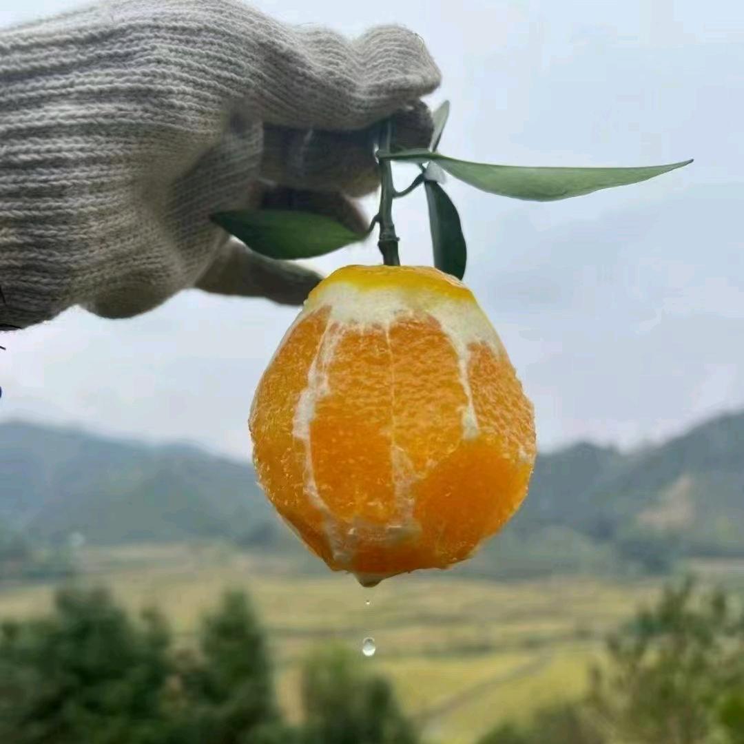 橙子🍊