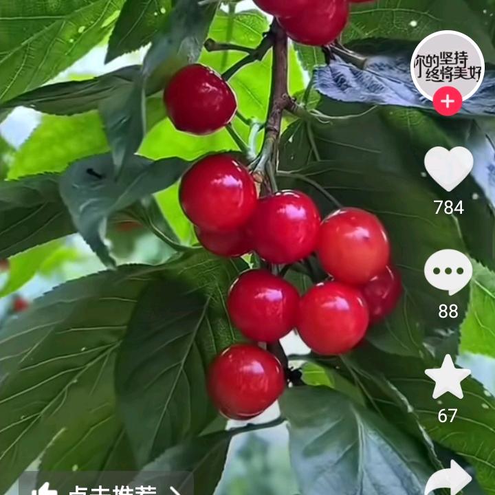 金色朝阳