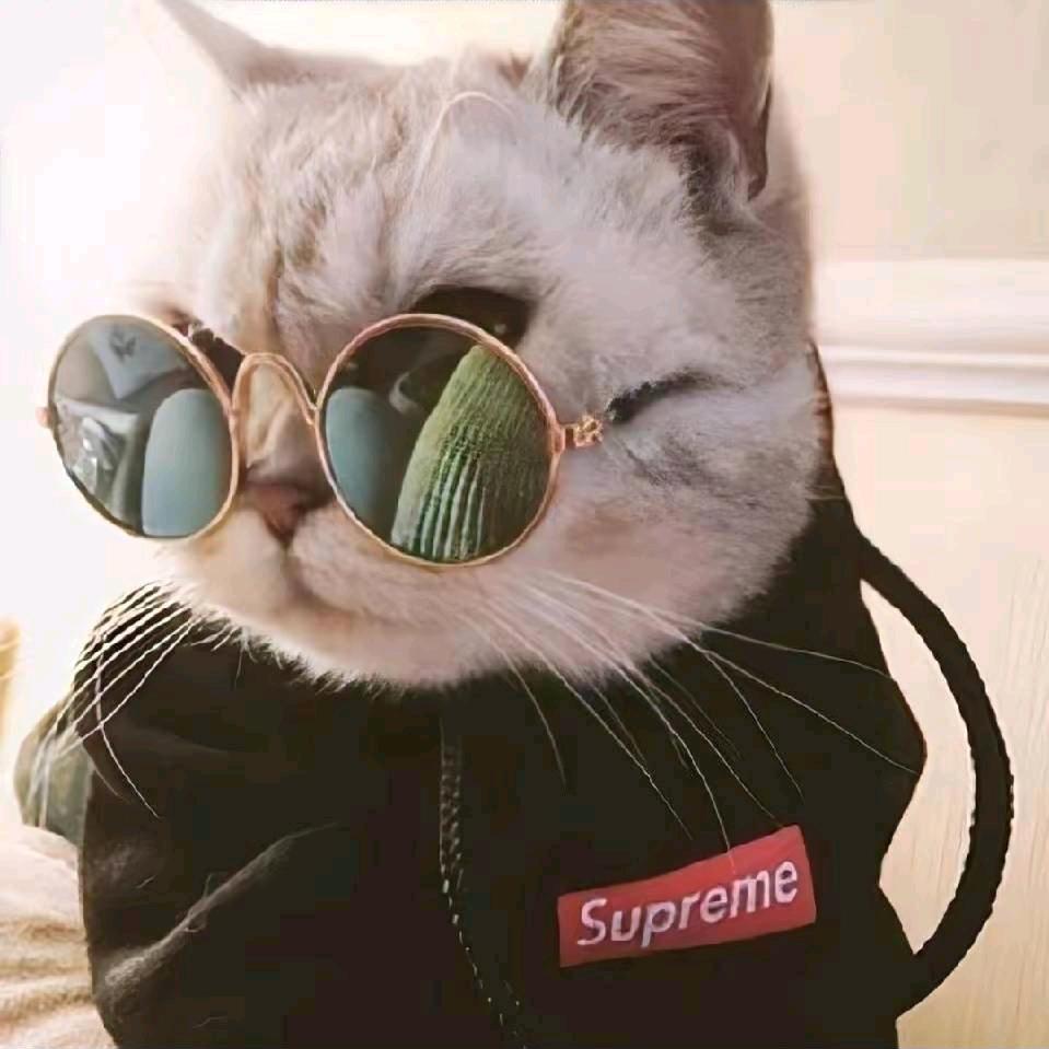 米兔家多肉(养货中)