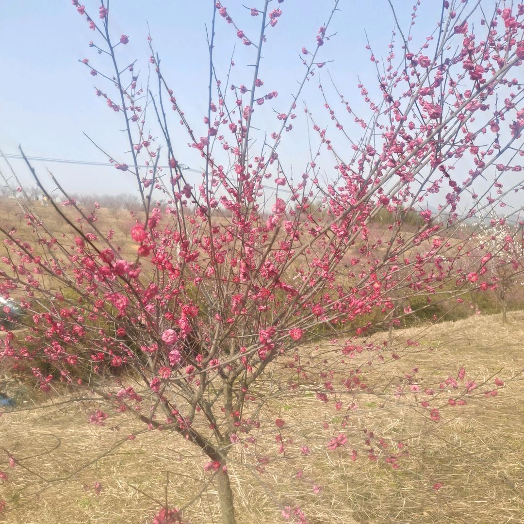幸福