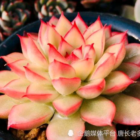 冰雪百荷💓红玫瑰