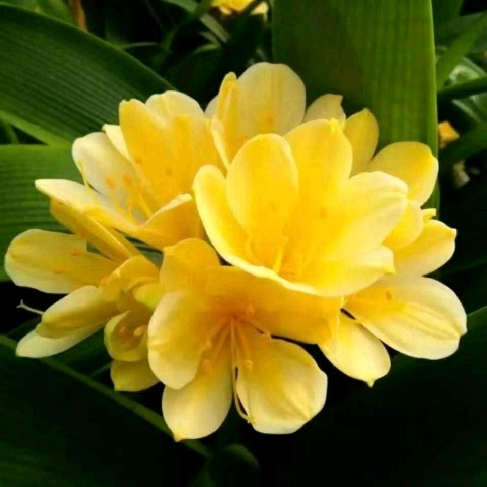 骑蚂蚁🐜逛海边@