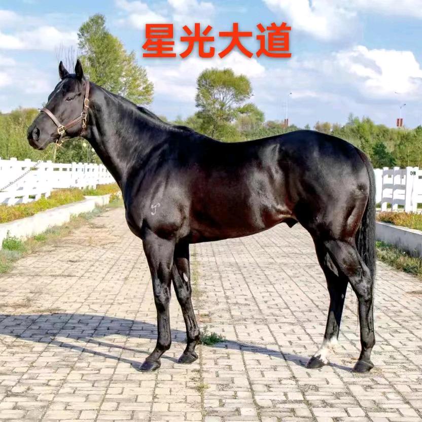 霸气十足