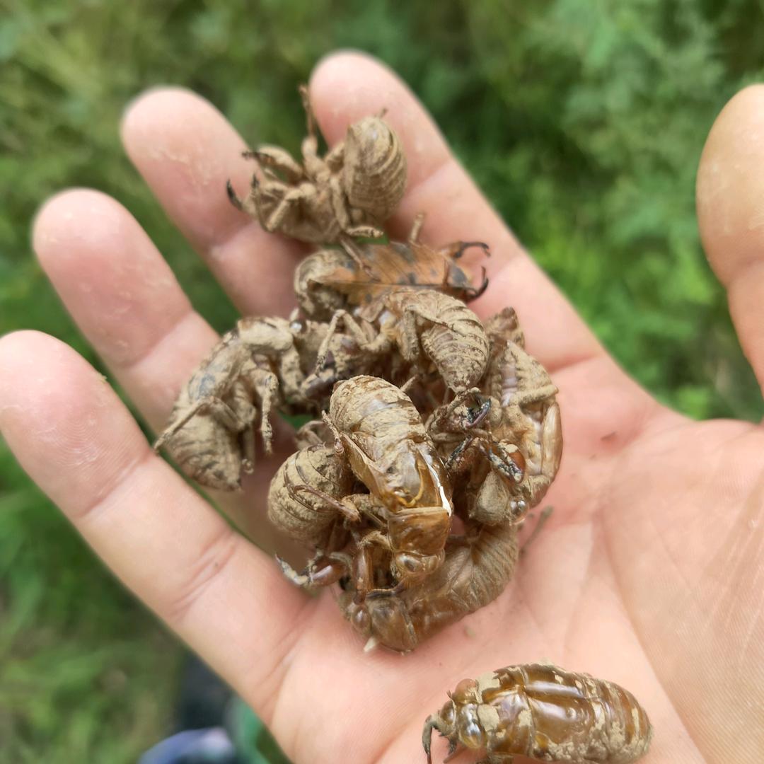 刘志锋