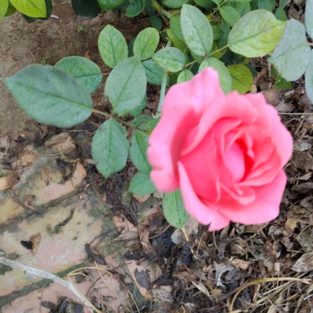 好运连连🌹