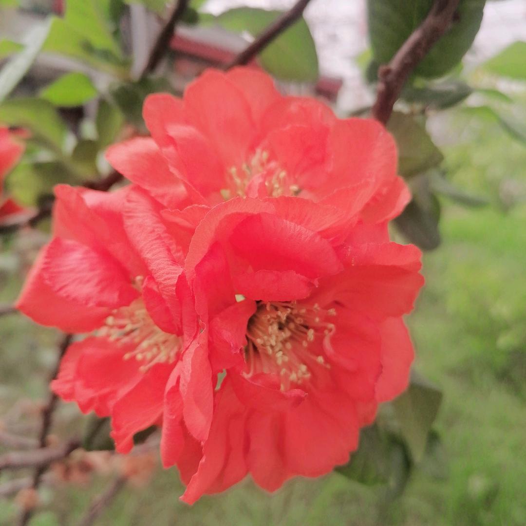 小红帽