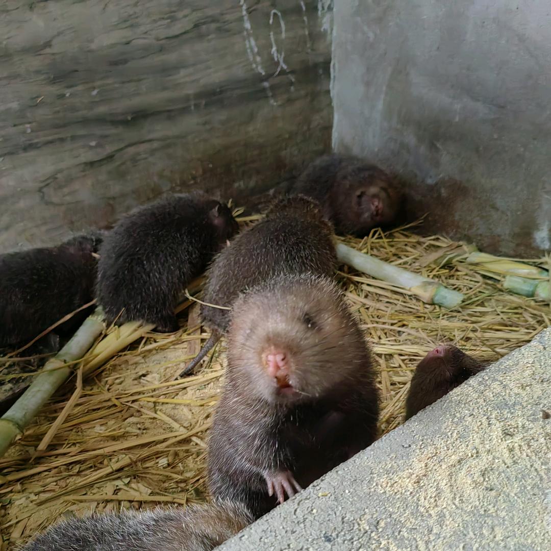 富民竹鼠养殖场