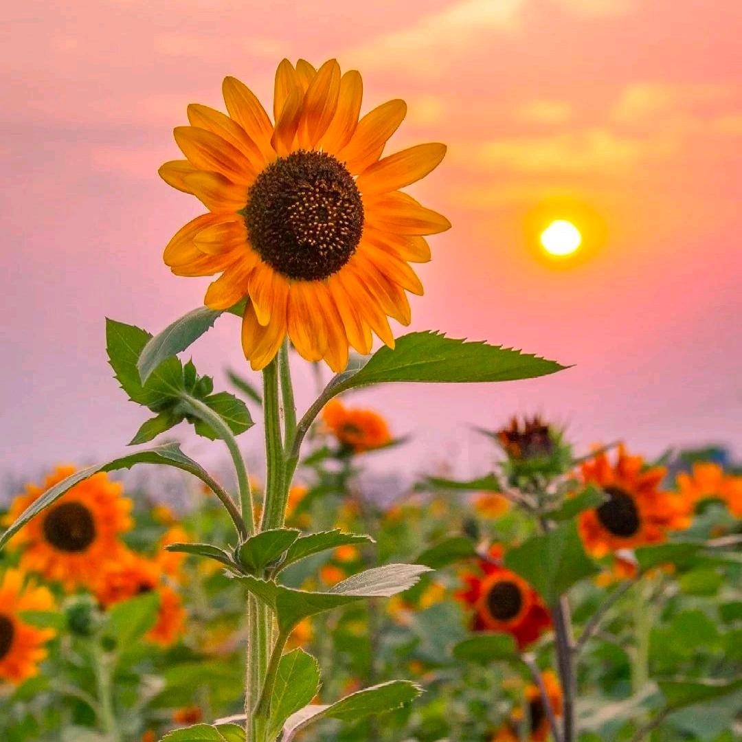 蓝天白云风悠悠