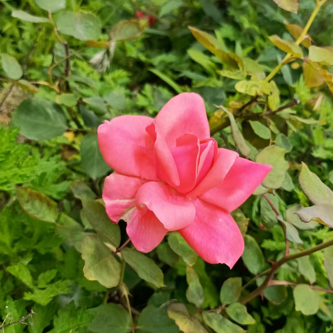 方姐奶奶