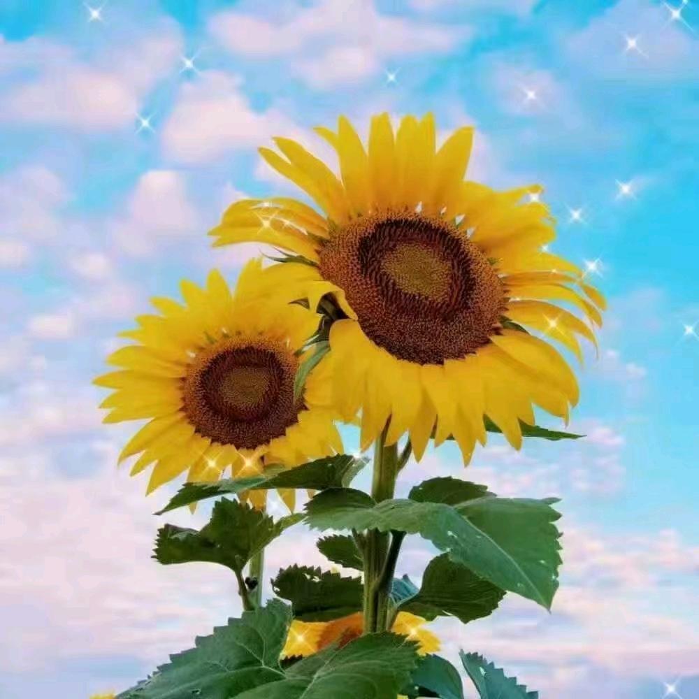 ঞ᭄百ꫛ圆꧔ꦿ࿐