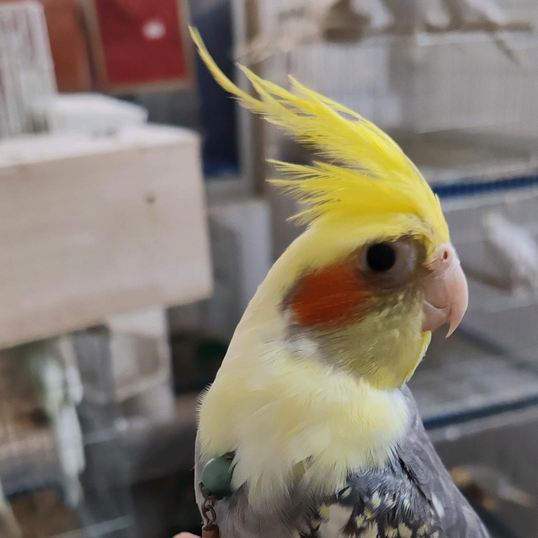 林哥鹦宠