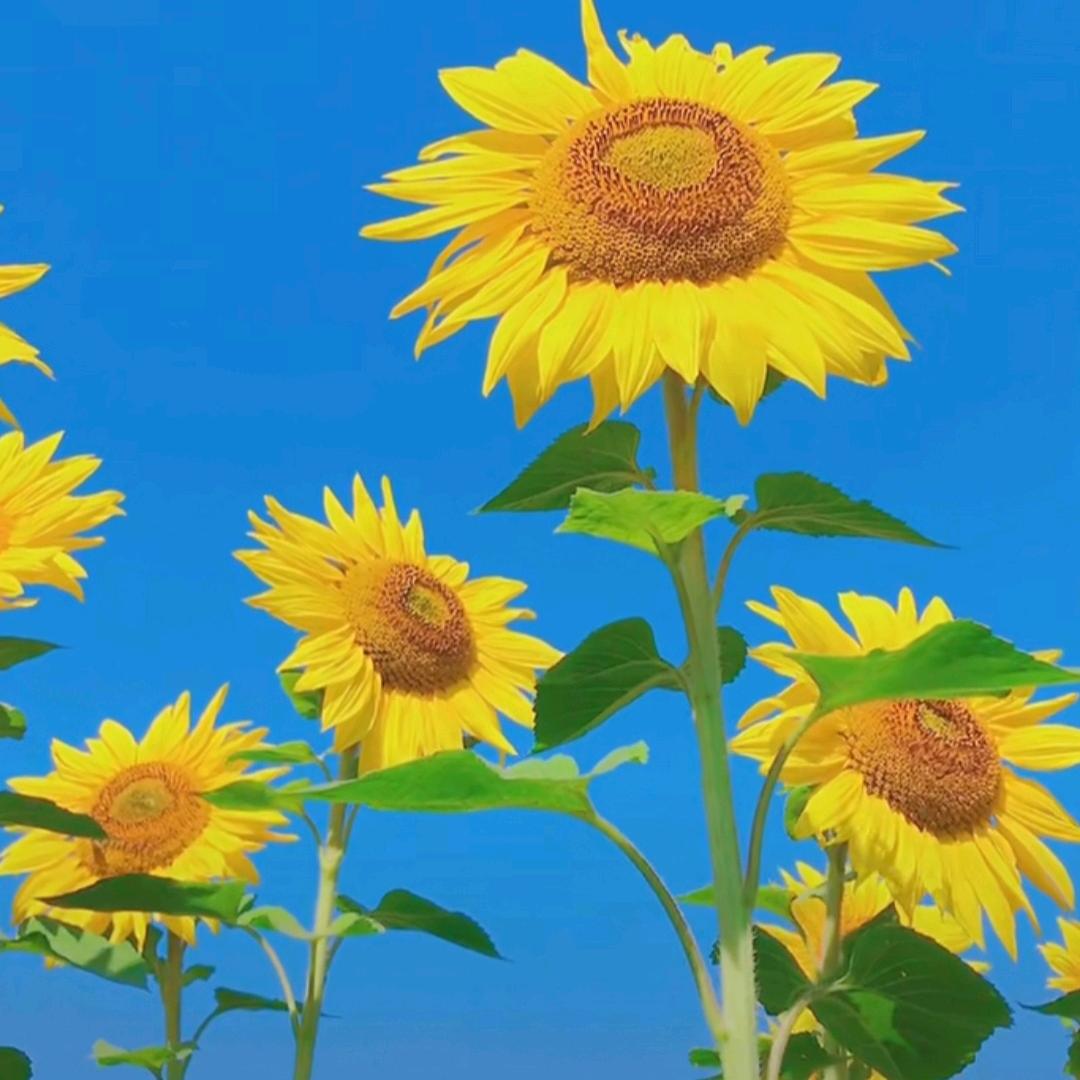 金金小铺～（默认瑕疵）