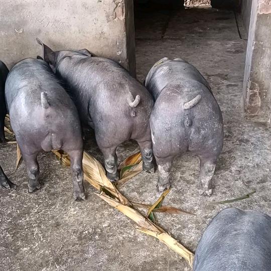 西格玛贩🐷