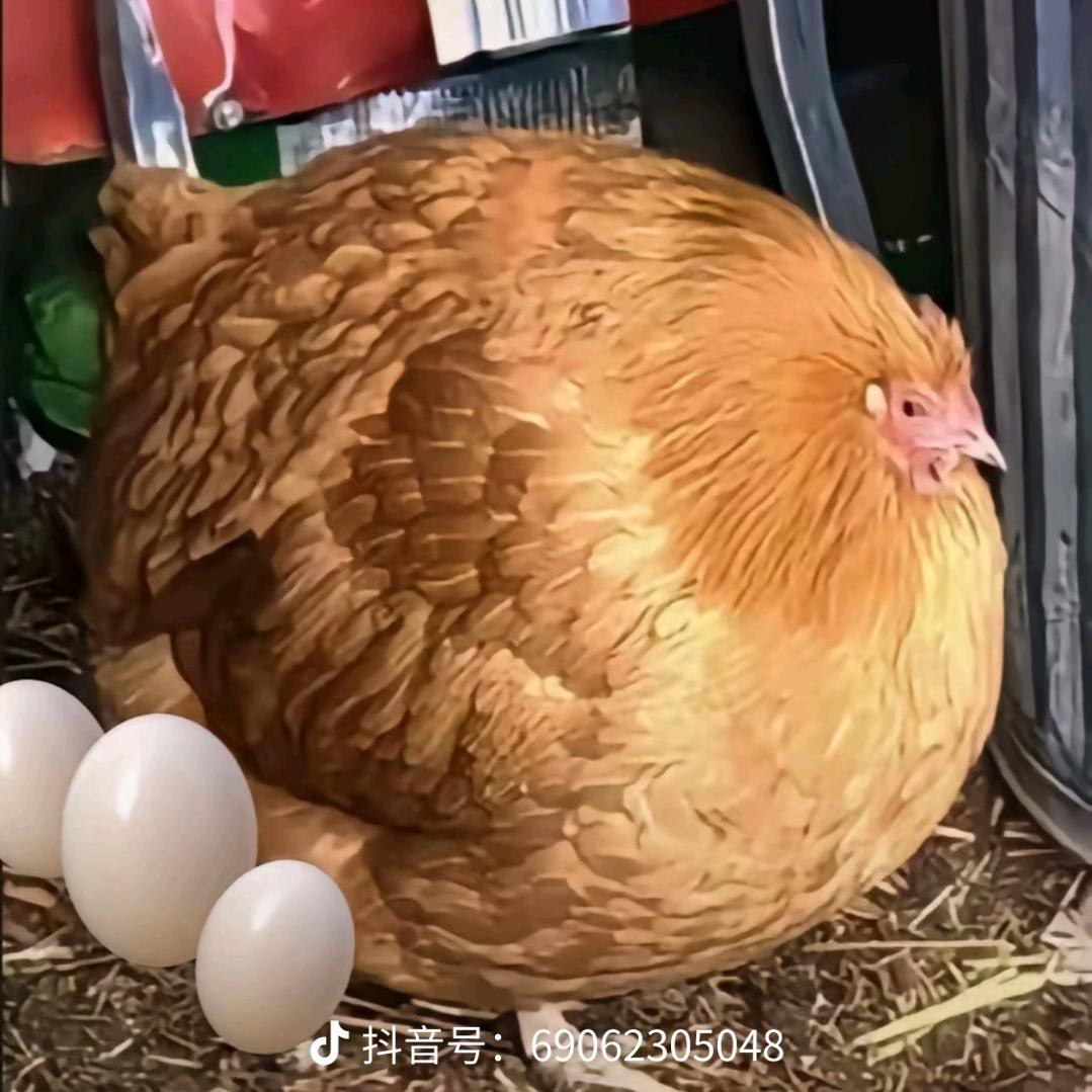 米糕糕糕糕糕（母鸡狂热粉丝）