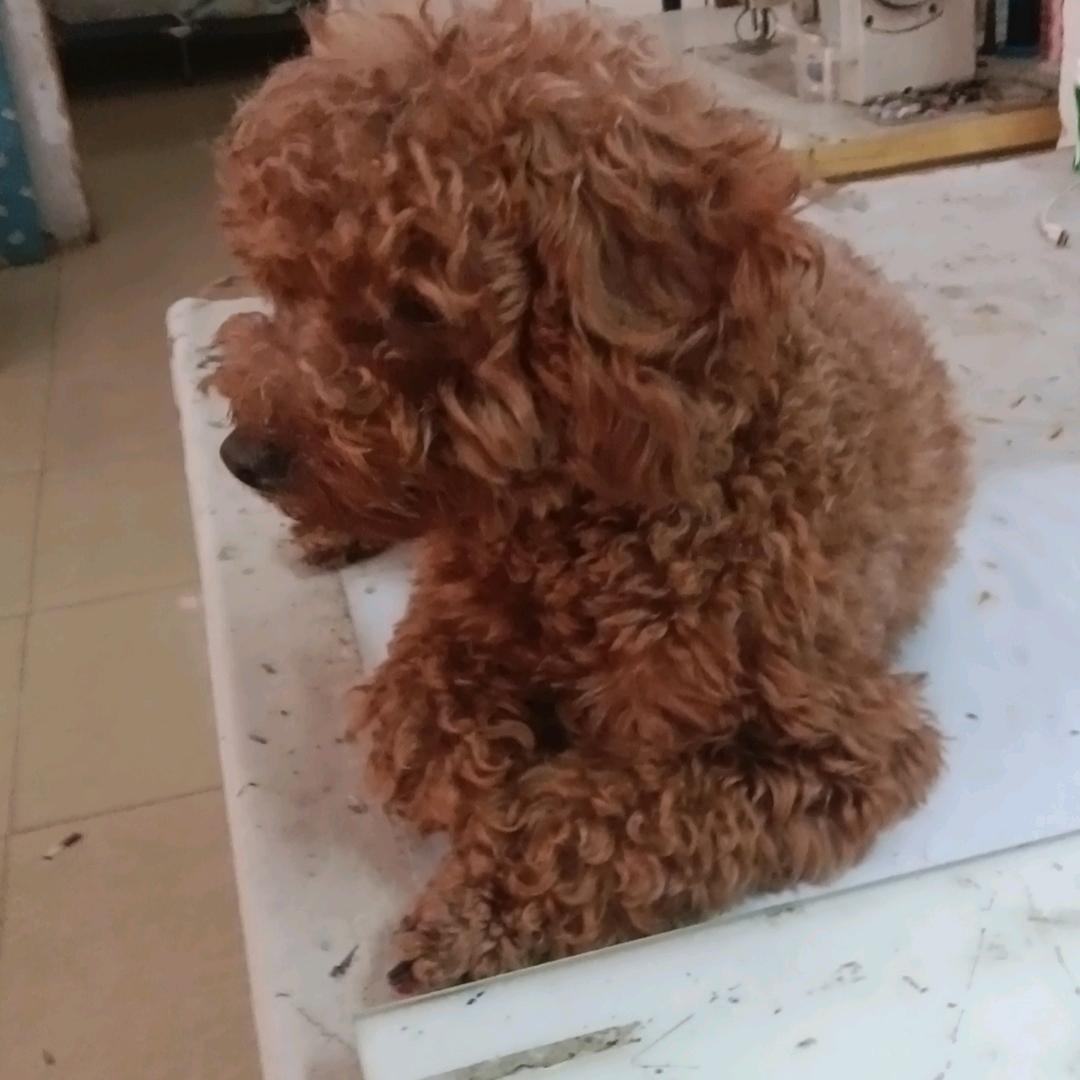 琴琴