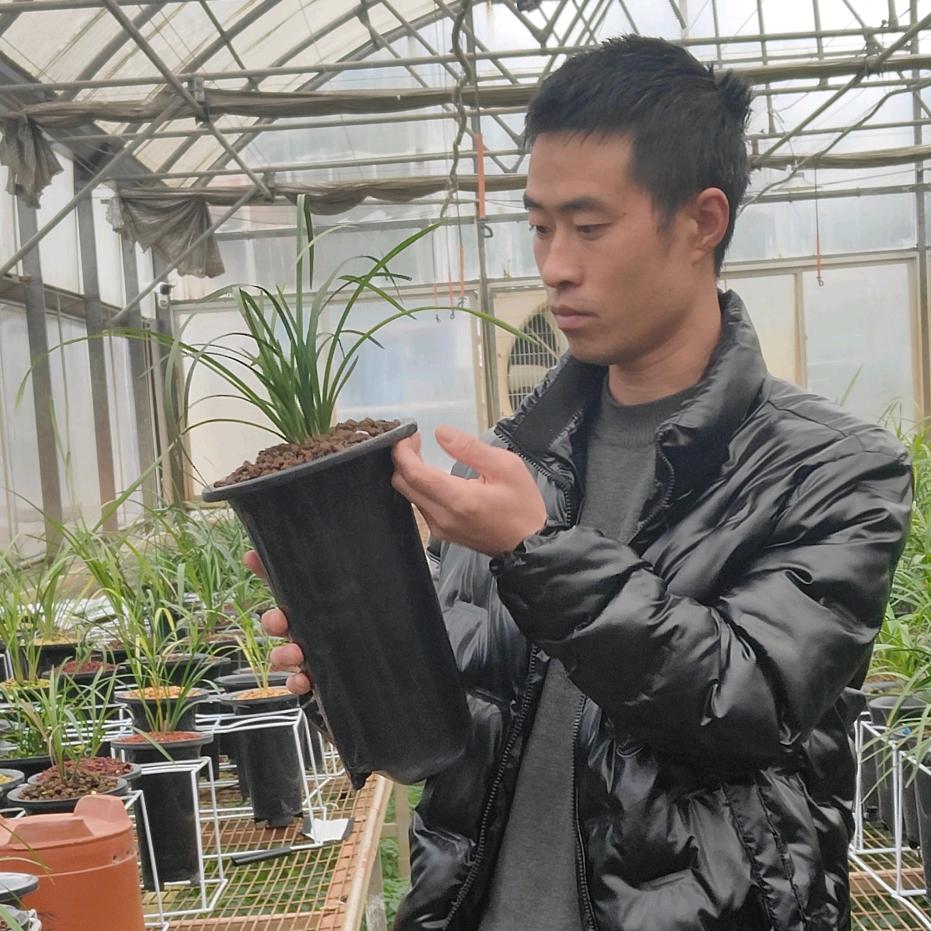 兰家.草草