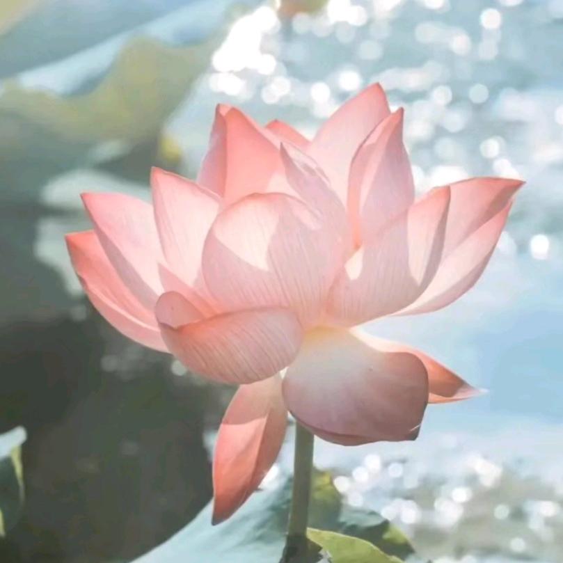 朱。。。