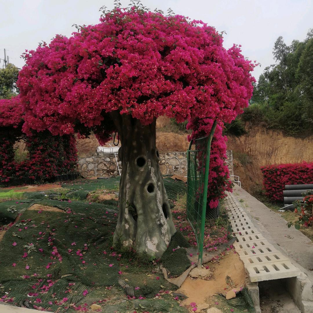 小米粥