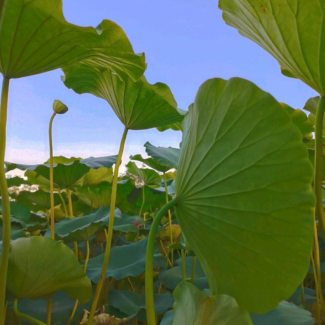 我们爱吃皮皮虾