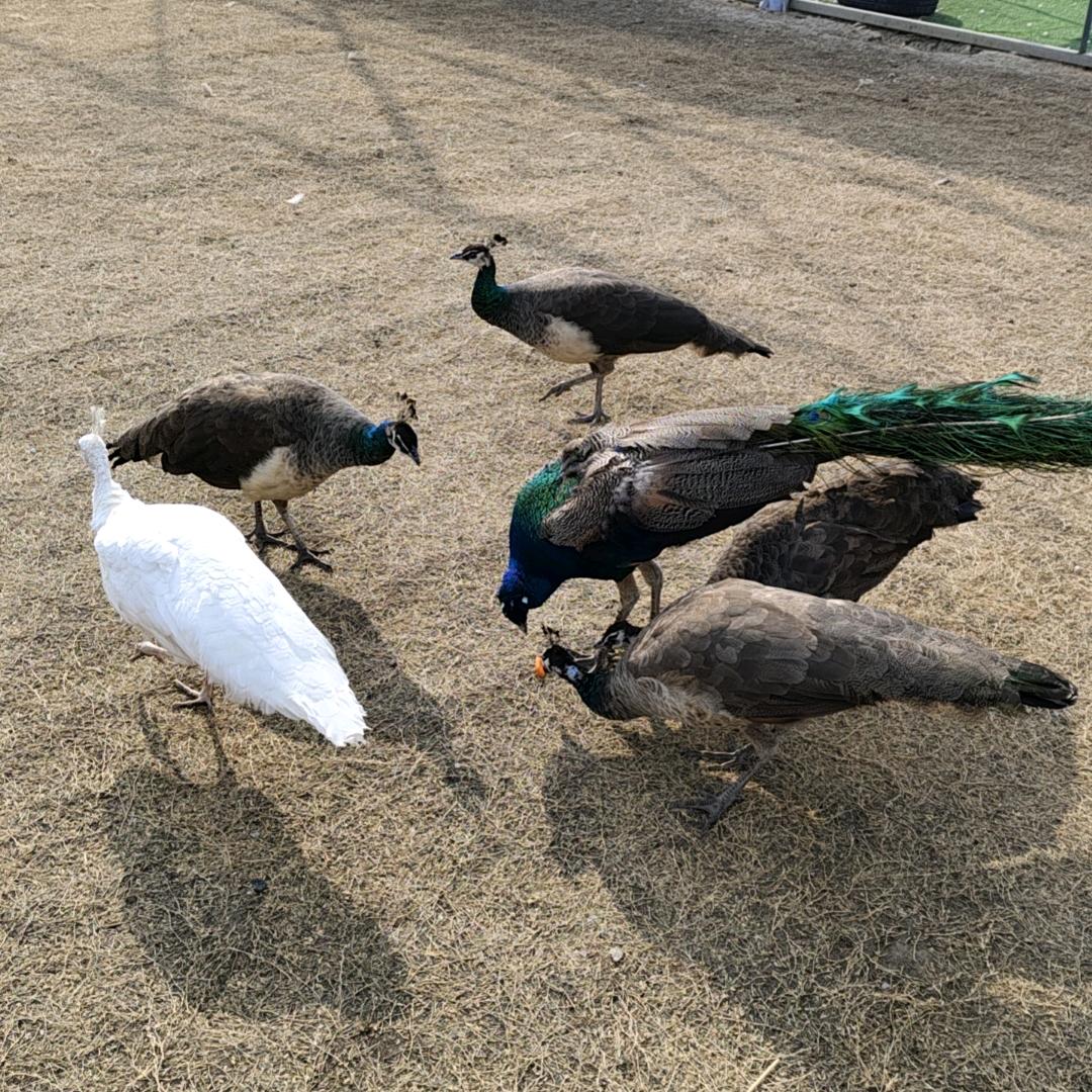 ✨⃢前⃢程⃢似⃢锦⃢✨