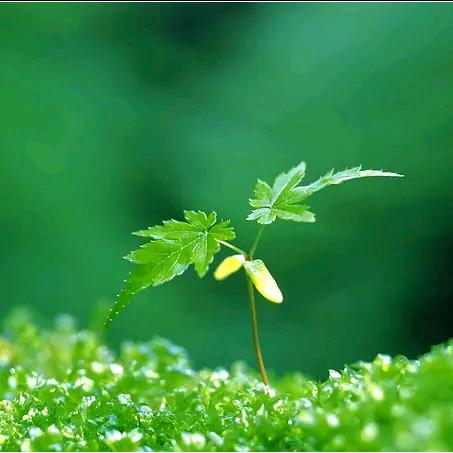 土豆老师数学思维