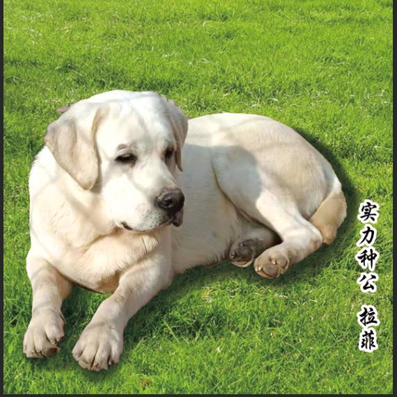 河南拉菲犬舍