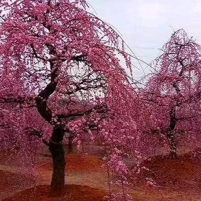 长葛泉田湾种植垂枝梅花基地