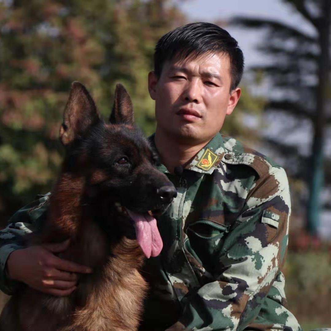 爱德深龙飞德国牧羊犬