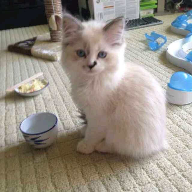 baihe