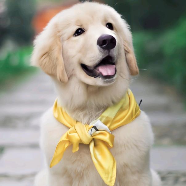 起错名的四毛.