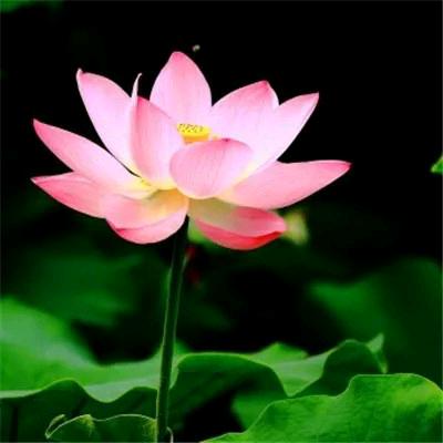 茉莉清韵