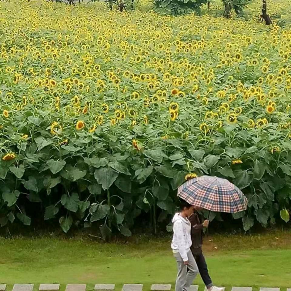 潇洒（m|n）