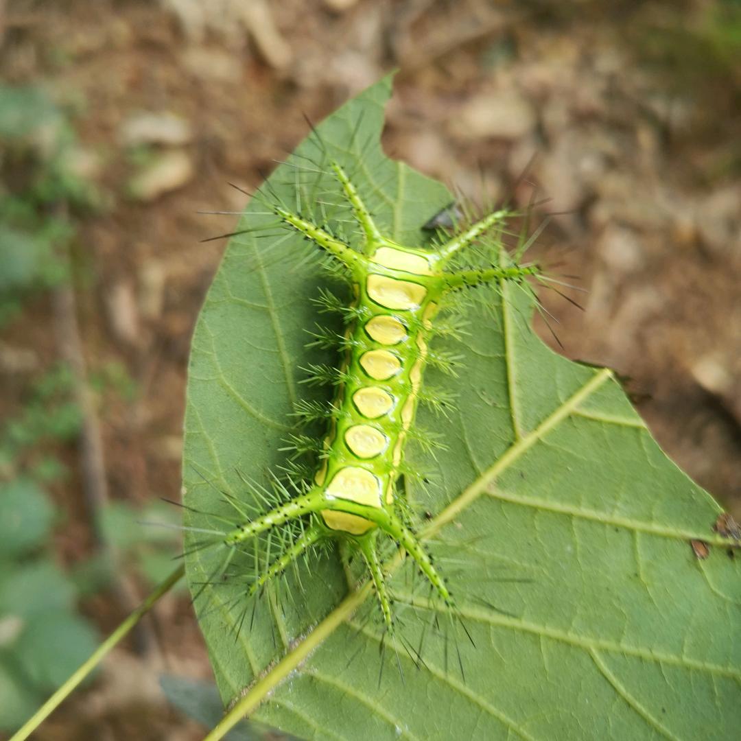 扑通，扑通，晕倒哥