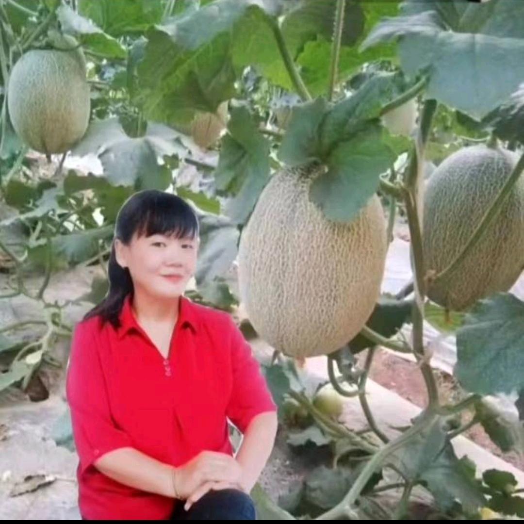 华子，代收代发新疆西甜瓜大芸