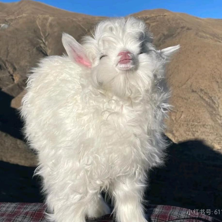 是秃子总会发光