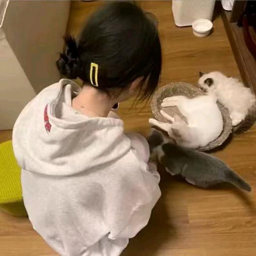 蛋