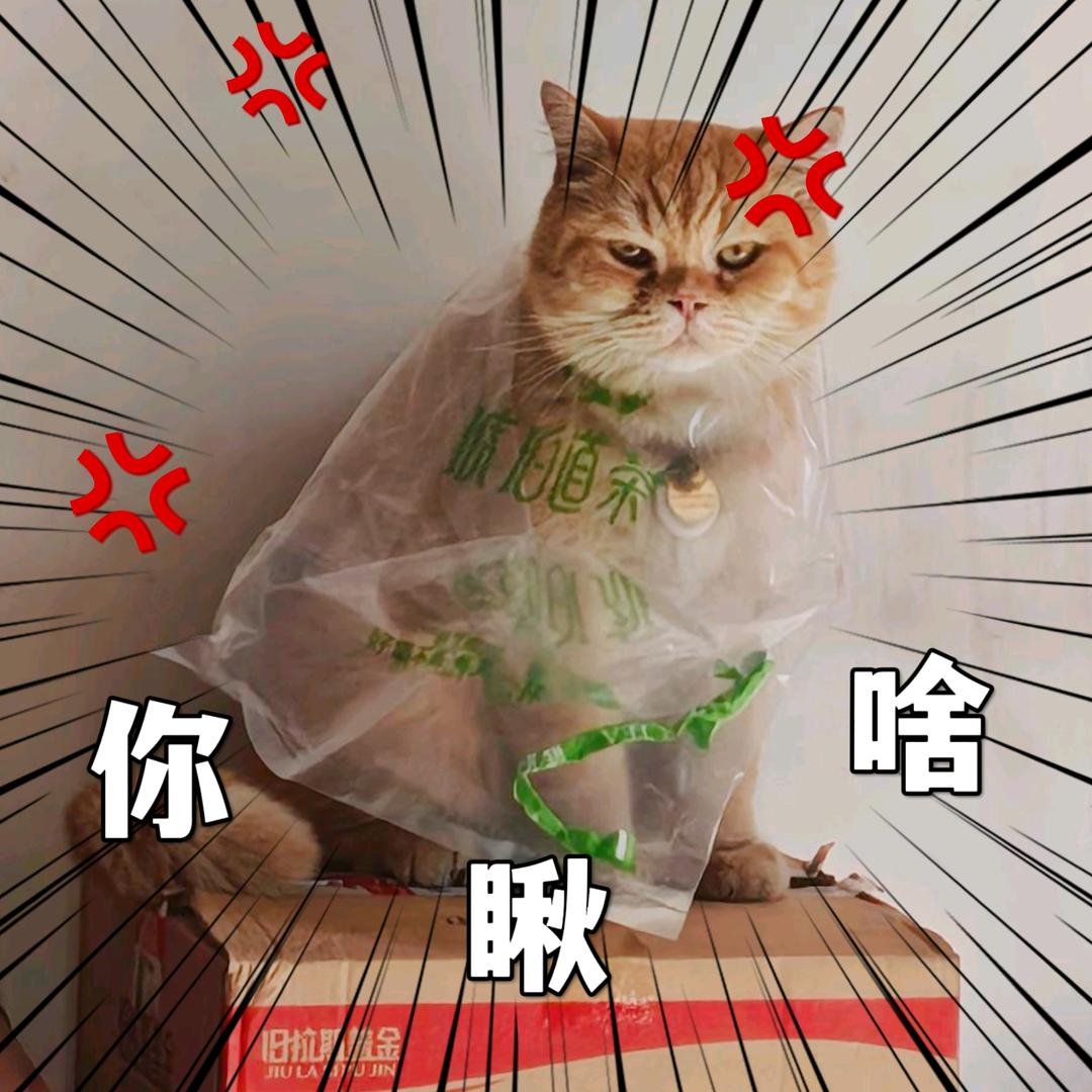 名字叫招财猫🐱
