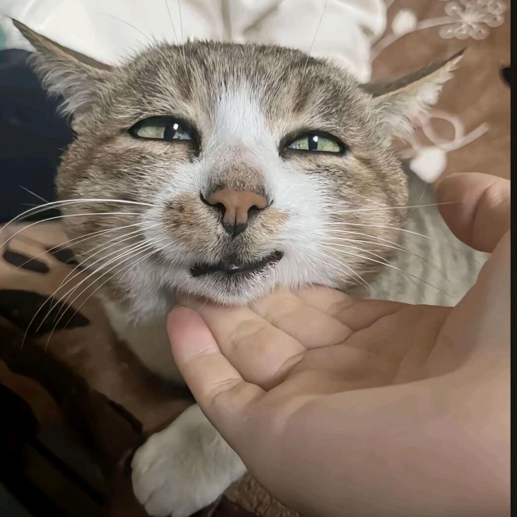 猫仔