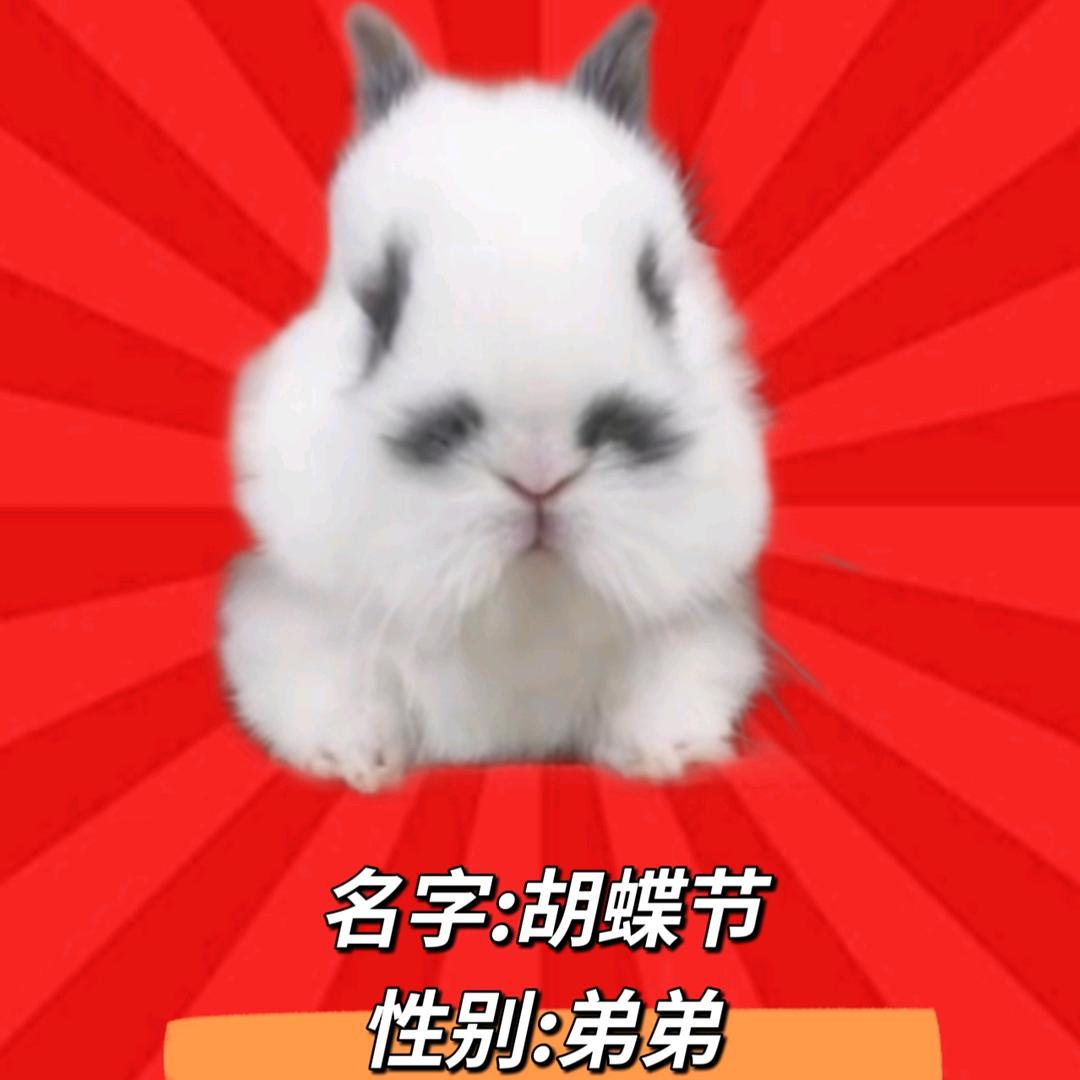 一只小八嘎兔老🤙