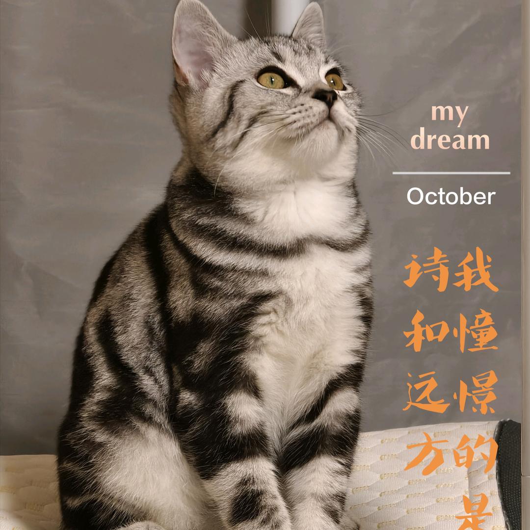 俺家咪咪