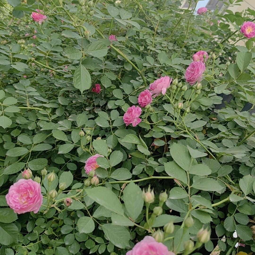 阜城而居